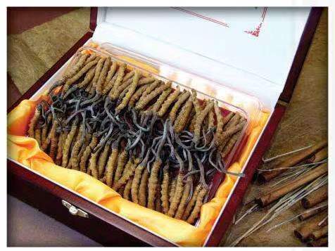 黄南冬虫夏草回收